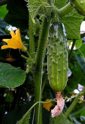 Cucumber Plant